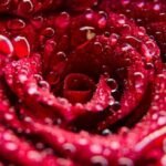 Lorem ipsum dolor sit amet consectetur