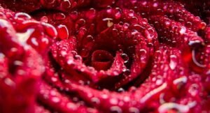 Read more about the article Lorem ipsum dolor sit amet consectetur